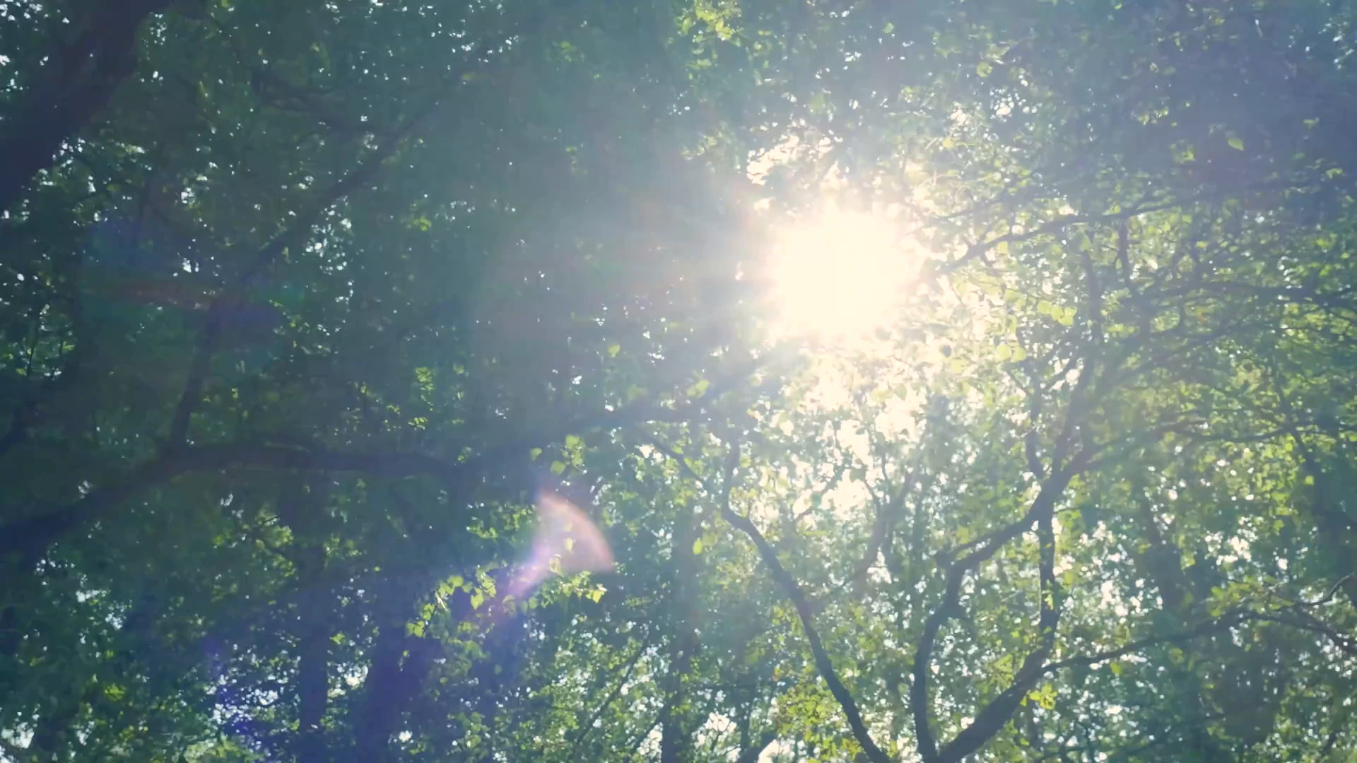 Real sunlight shining through the green leaves and branches of a forest.
